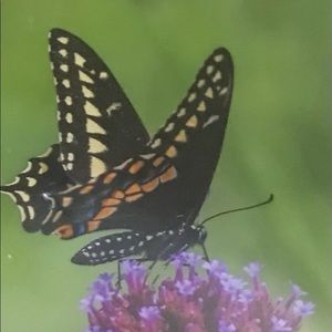 Meet your Posher. I am the daughter of Momma (Theresa). I am new to Poshmark.